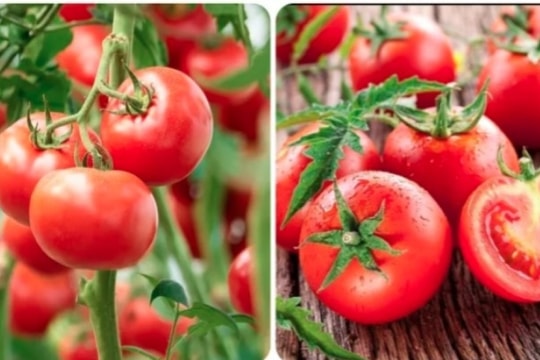 Tác dụng của cà chua đối với sức khỏe