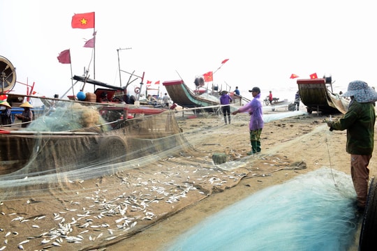 Ngư dân ven biển xứ Nghệ vào mùa đánh bắt cá trích