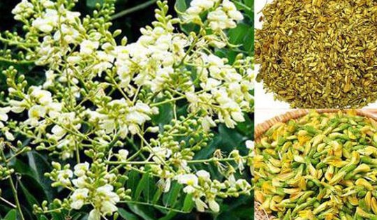 3 bài thuốc hỗ trợ trị bệnh tim liên quan đến tăng huyết áp