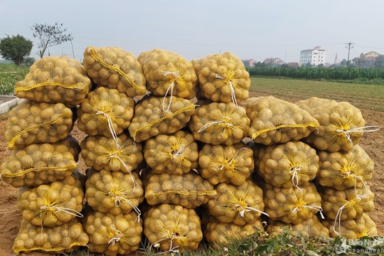 Diễn Châu: Nông dân bán khoai tây được giá cao