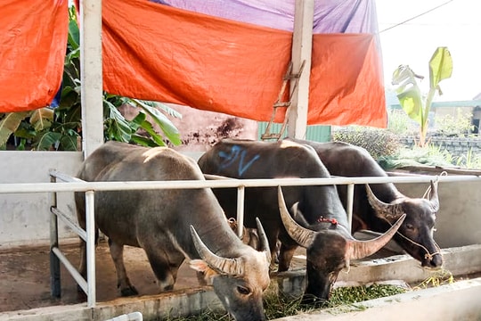 Vì sao Trung Quốc mở cửa biên giới, giá trâu, bò ở Nghệ An vẫn 'chạm đáy'?