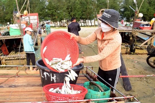 Vì sao cá trích xứ Nghệ đặc biệt thơm ngon?