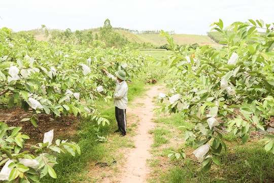Vận động nông dân chuyển từ sản xuất nông nghiệp sang kinh tế nông nghiệp