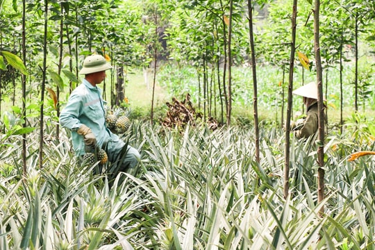 Nghệ An: Nắng nóng đầu mùa, dứa tăng giá mạnh