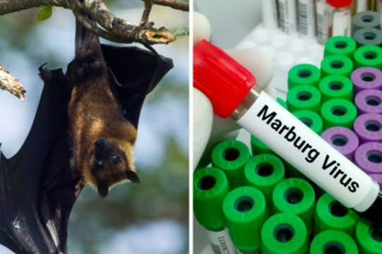 Nghệ An: Tăng cường truyền thông, giám sát và phòng, chống dịch bệnh Marburg