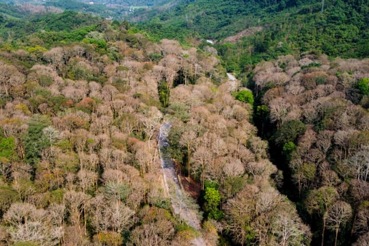 Nghệ An: Sẽ tổ chức giải trình về tình hình thực hiện giao đất, giao rừng; quản lý, bảo vệ và phát triển rừng