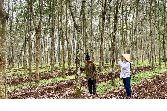 Phập phù cao su Phủ Quỳ 