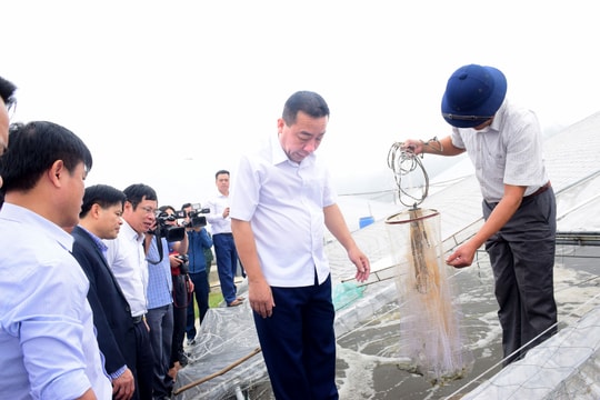 Nghệ An: Nhiều mô hình nuôi tôm công nghệ mới được tỉnh hỗ trợ kinh phí