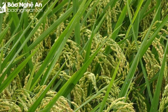 Nghệ An mở rộng diện tích lúa chất lượng cao