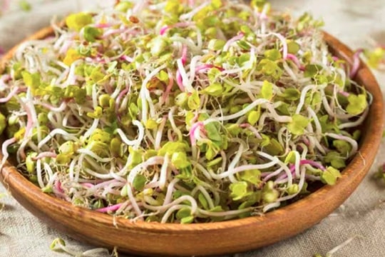 Rau mầm giúp tăng cường hệ thống miễn dịch