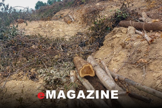 Làm rõ dấu hiệu tội phạm ở vụ phá rừng, đánh người tại Quỳnh Châu