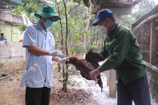 Yên Thành xuất hiện dịch cúm gia cầm H5N1