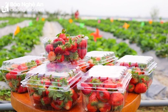 Đồng hành trong sản xuất nông nghiệp công nghệ cao ở Hưng Nguyên