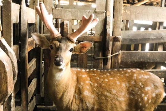 Nghệ An: Giá nhung hươu giảm nhẹ, tiêu thụ chậm