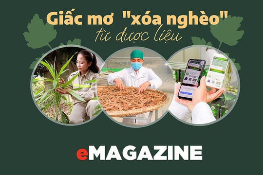 Giấc mơ ‘xóa nghèo’ từ dược liệu