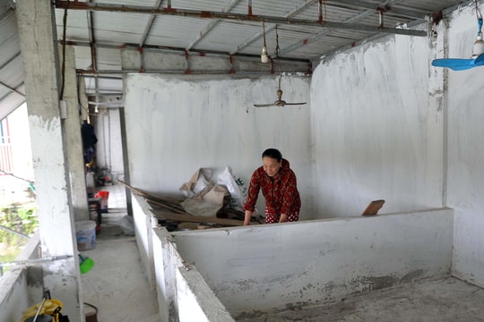 Nghệ An: Người chăn nuôi mỏi mòn chờ tiền hỗ trợ tiêu hủy gia súc do dịch bệnh