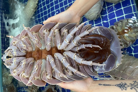Bọ biển 4 triệu đồng một con, dân sành ăn vẫn tranh nhau mua