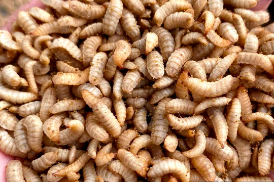 Nuôi sâu can-xi để sản xuất nông nghiệp xanh - mô hình mới ở Nghệ An