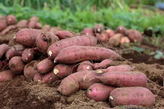 Khoai lang chính ngạch sắp xuất sang Trung Quốc; Giá xăng dầu hôm nay có thể tăng mạnh