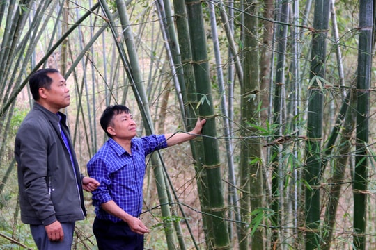 Người uy tín ở Tam Bông làm kinh tế giỏi nhờ 'bám rừng'