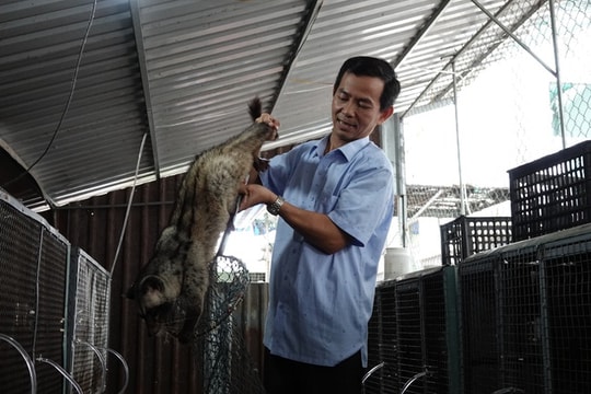 Bí quyết nuôi chồn hương thu tiền tỷ của lão nông miền Tây