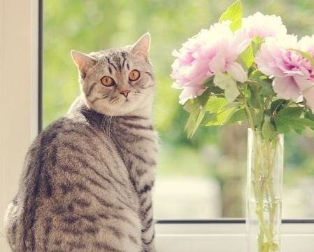 6 mẹo trang trí nhà để sống hòa hợp với thú cưng