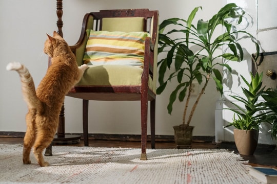 9 loại cây trồng trong nhà có thể gây hại cho thú cưng