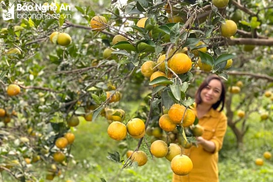 Chuẩn bị tổ chức 'Diễn đàn kết nối tiêu thụ sản phẩm nông sản vùng, miền tại Nghệ An'