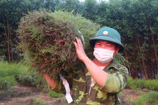 Nông dân Nghệ An thu bộn tiền từ cây rành rành 