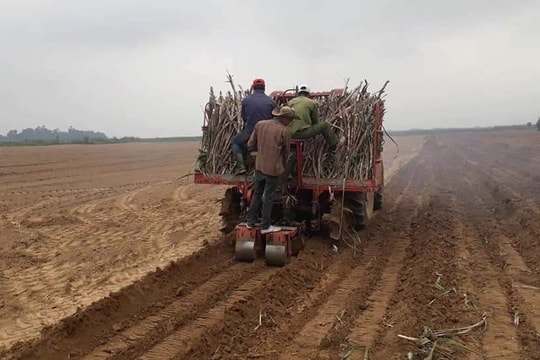 Giá mía ổn định ở mức cao, nông dân Nghệ An phấn khởi 'bám' cây mía nguyên liệu