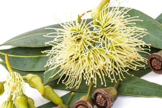 5 cách đuổi muỗi đơn giản mà hiệu quả