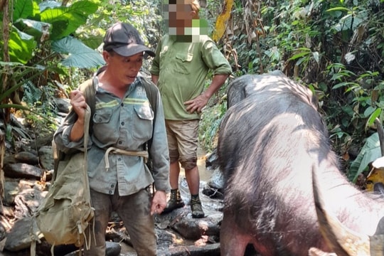 Triệu tập đối tượng phá rừng trên đỉnh Giăng Màn