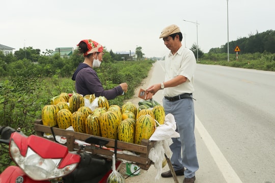 Nông dân Cửa Lò thu hoạch dưa bở, tạo điểm check-in cho du khách