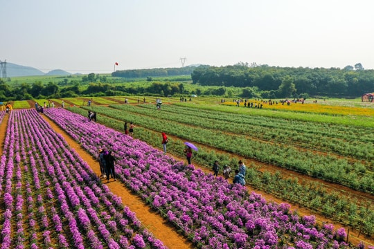 Nghệ An phát huy thế mạnh du lịch nông nghiệp, nông thôn