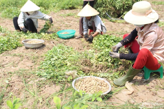 Lạc được mùa, tăng giá, nông dân Nghệ An phấn khởi