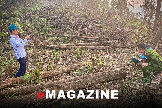 Kiến nghị sau vụ phá rừng trên núi Giăng Màn