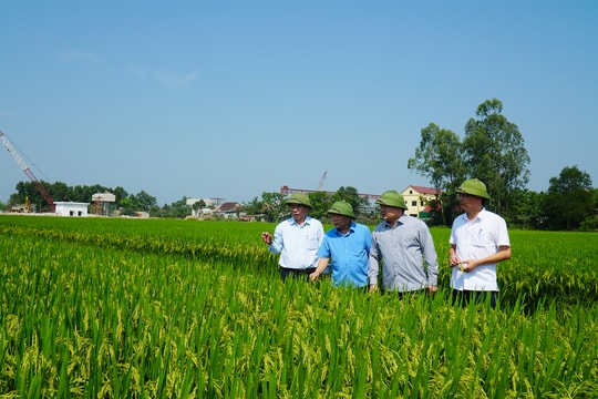 Lãnh đạo tỉnh kiểm tra sản xuất nông nghiệp tại Hưng Nguyên và Nghi Lộc 
