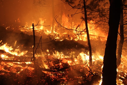 Cảnh báo cháy rừng toàn tỉnh Nghệ An đến cấp cực kỳ nguy hiểm