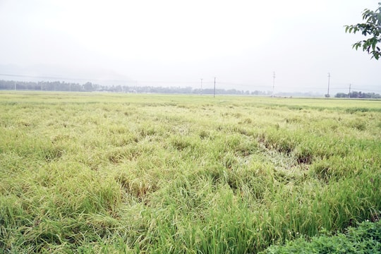 Nghệ An có gần 1.700 ha lúa bị đổ, ngã do mưa lớn 