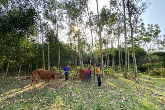 Từ hộ nghèo trở thành tỷ phú nơi làng quê
