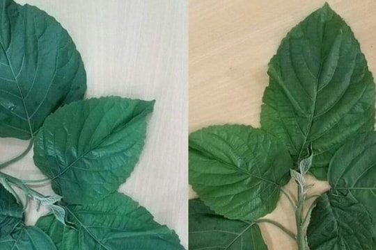 Dùng lá rừng trị táo bón, 1 người dân ở Quỳ Châu phải nhập viện cấp cứu 