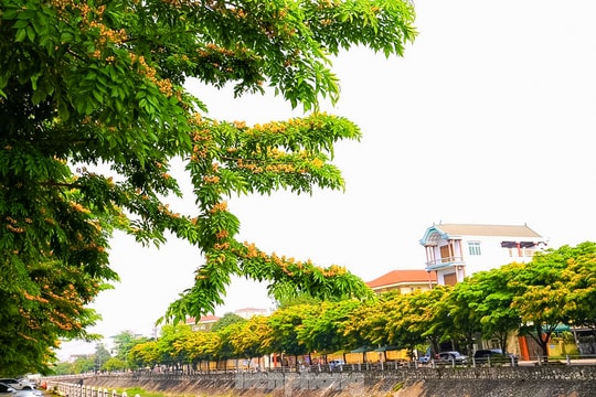 Tăng mảng xanh hướng tới phát triển bền vững đô thị Vinh 