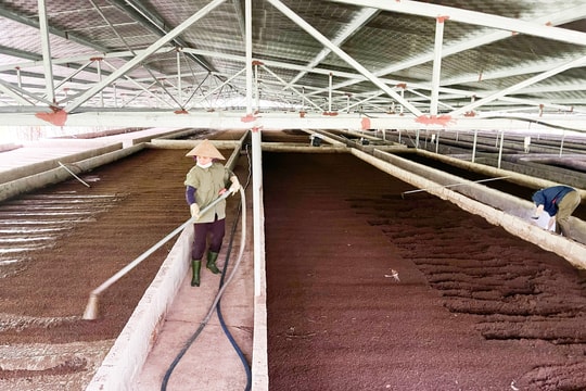 Mô hình nuôi giun quế thu tiền tỷ ở Thanh Chương 