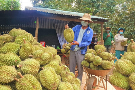 Sầu riêng rớt giá mạnh; Giá tiêu giảm 1.000 đồng/kg tại các địa phương