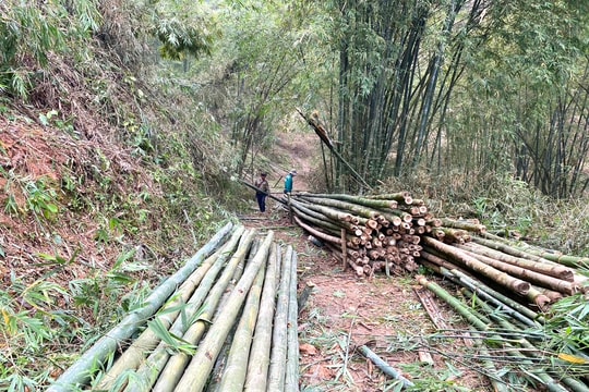 Người dân Con Cuông thu tiền triệu mỗi ngày từ cây mét