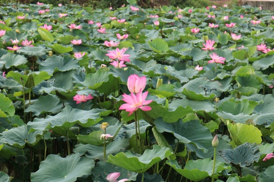 Ngát hương sen tháng 5 trên quê hương Bác Hồ