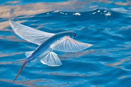 Nhiều loài cá lạ Việt Nam trở thành đặc sản đắt tiền