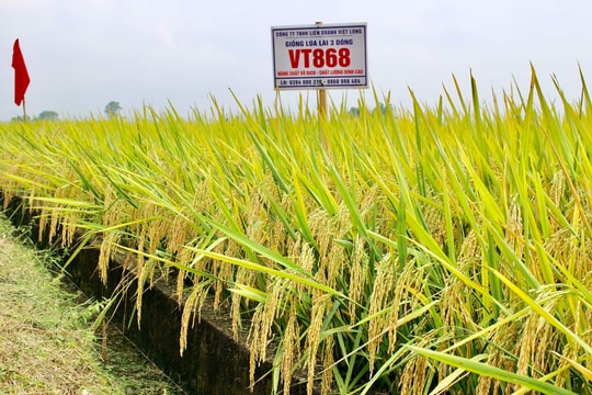 Đánh giá năng suất và khả năng thích ứng của giống lúa lai VT868 và Quốc tế I 