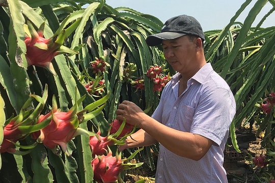 Thị trường Trung Quốc 'ăn hàng' mạnh, giá thanh long lên mức 42.000 đồng/kg