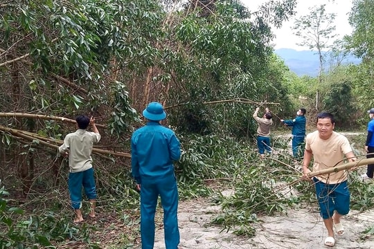 Quỳ Châu xử lý 247 ha keo đổ gãy do dông lốc